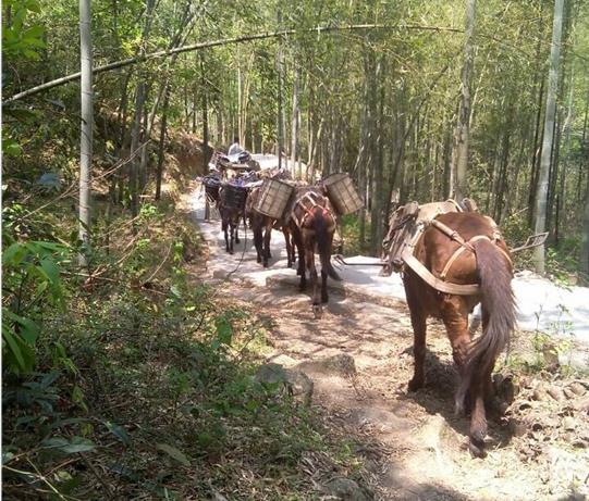 珠海马帮运输电话