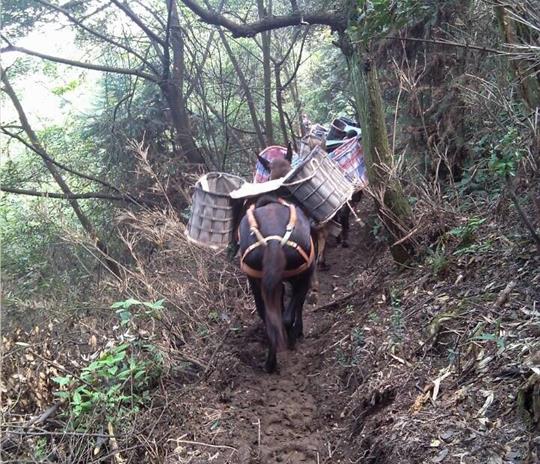 珠海马帮运输公司