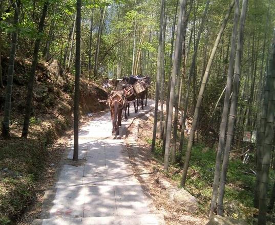 珠海马队运输公司