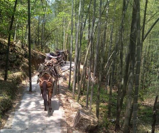 珠海山路马队运输