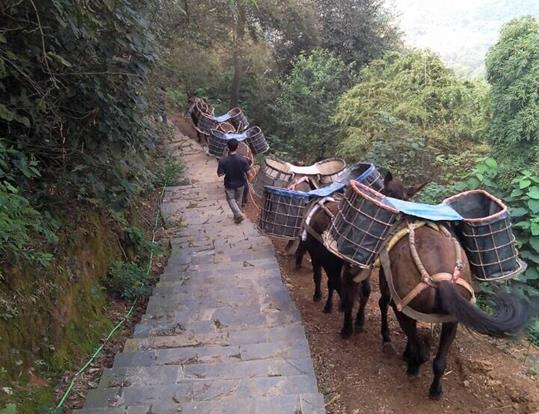 珠海骡马运输电话