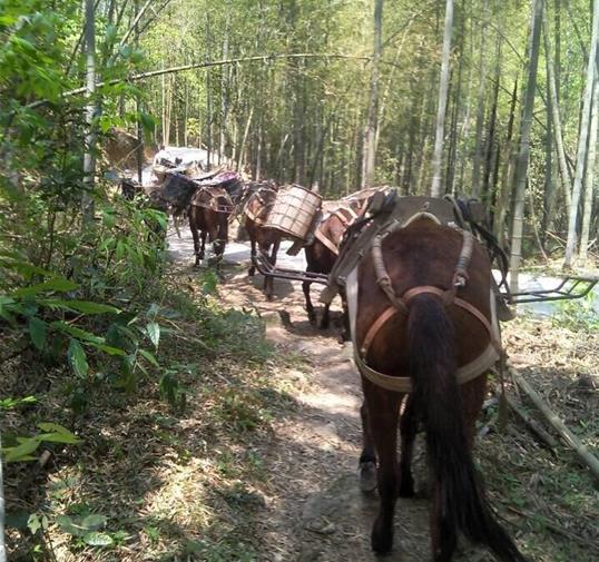 珠海骡马运输公司