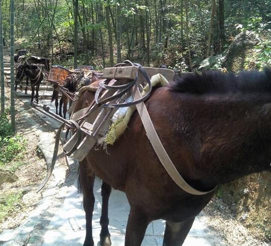 珠海山路骡马运输