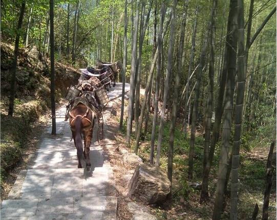 珠海山区骡马运输