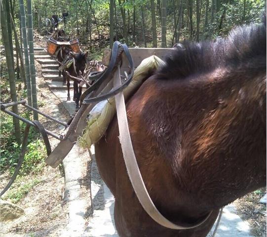 珠海骡马队运输