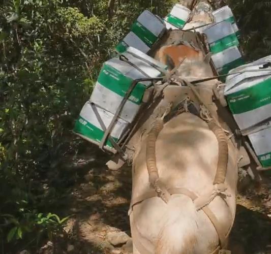 珠海骡马山路运输