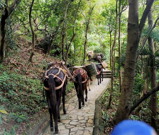 珠海马队运输电话