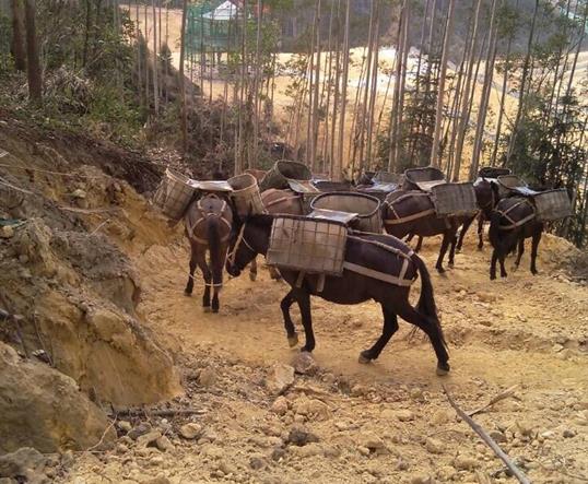 珠海山区马队运输